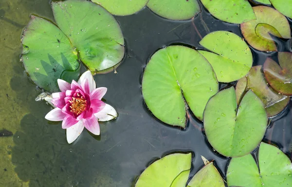 Rosa Seerose Oder Lotusblume Gilt Buddhismus Als Symbol Der Reinheit — Stockfoto