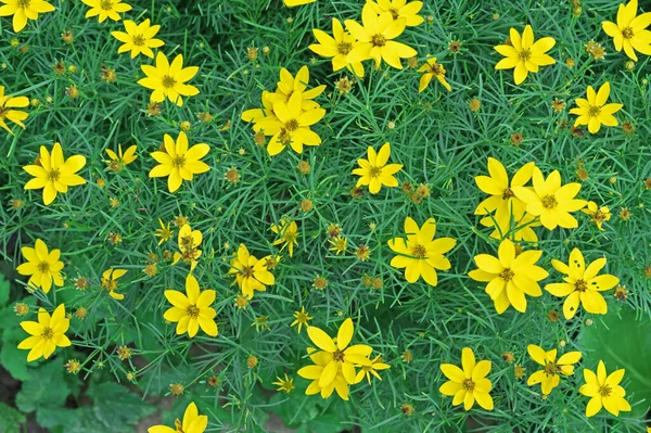 Blooming Yellow Coreopsis Coreopsis Lanceolata Summer Garden — Stok fotoğraf
