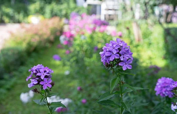 Floreciente Paniculata Flox Púrpura Jardín Verano —  Fotos de Stock