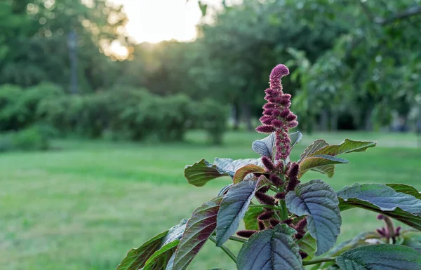 日没時に紫色のアマランス アマランスの種子はタンパク質とアミノ酸の豊富な供給源です — ストック写真