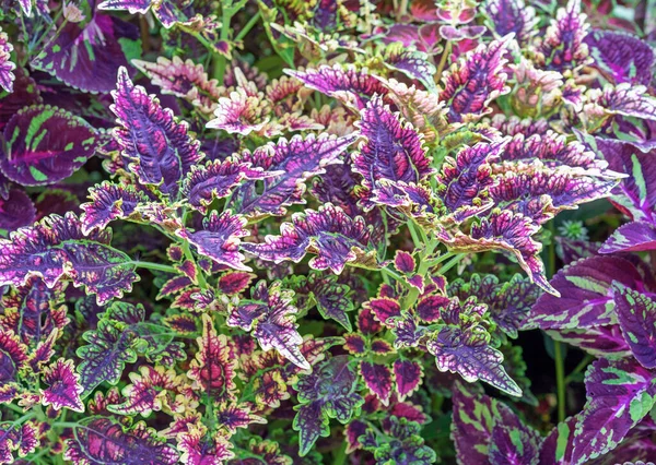 Coleus Buntnessel Paisley披肩 对比鱼叶子的背景 — 图库照片