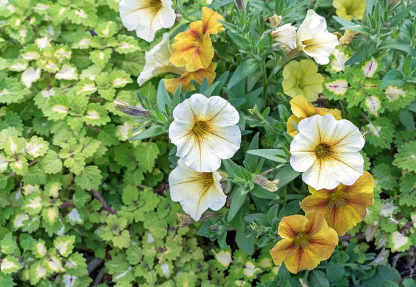 Petunias Blancas Amarillas Sobre Fondo Follaje Verde —  Fotos de Stock