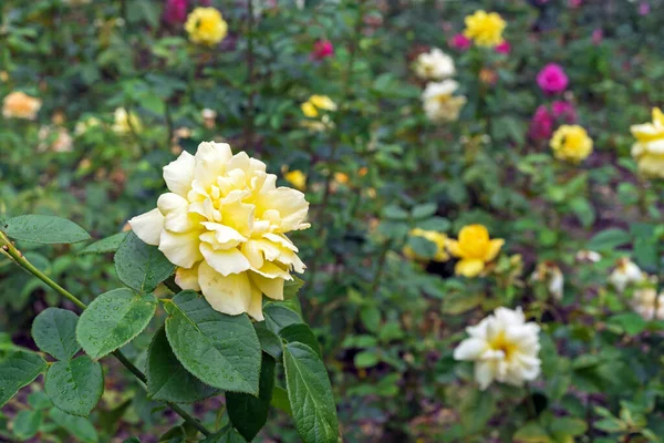 Kwitnąca Żółta Róża Letnim Ogrodzie Róża Mieszańcowa — Zdjęcie stockowe