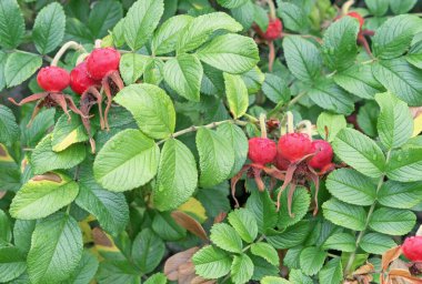 Red fruit rose hips. Wild Rose. Rosehip when ripe.