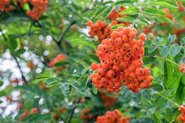 Portakal aromalı böğürtlen. Sonbahar bahçesinde Rowan demetleri.