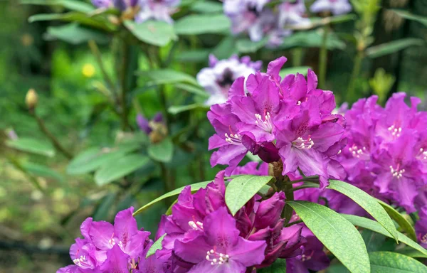 Violet Flowers Hybrid Rhododendron Azaleas Bloom Spring Garden — ストック写真