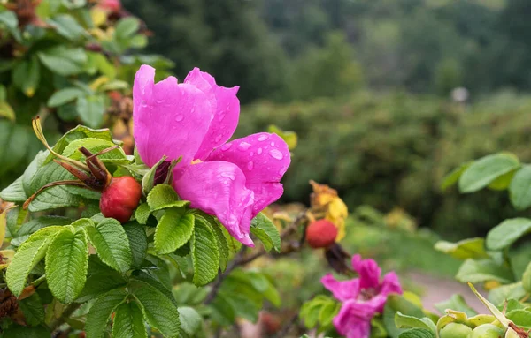 Flowers Fruits Rose Hips Wild Rose Rosehip Ripening — Zdjęcie stockowe