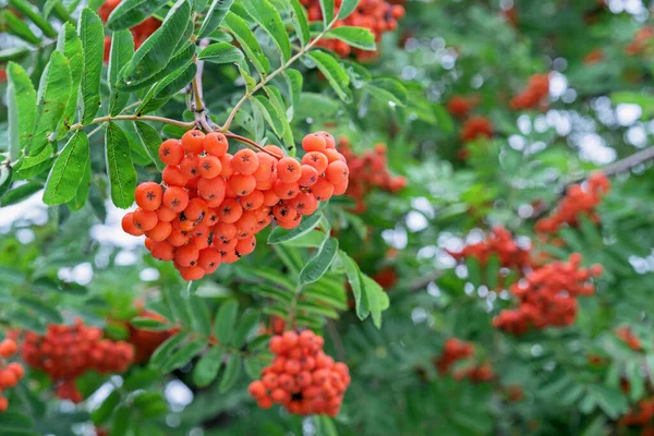 Orangefarbene Vogelbeeren Vogelbeersträuße Herbstlichen Garten — Stockfoto