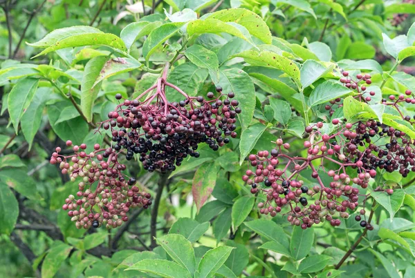 Sonbaharın Başlarında Mor Siyah Mürver Hedgerow Elderberry — Stok fotoğraf