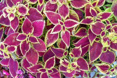 Kırmızı-yeşil yapraklı Coleus veya Plectranthus Scutellarioides. Isırgan otu..