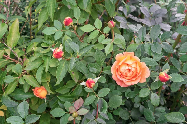 Pomarańczowe Róże Kwitną Ogrodzie Świeżym Powietrzu — Zdjęcie stockowe