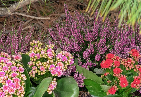 Decoratieve Sappige Kalanchoë Blossfeldiana Van Verschillende Kleuren Tropische Planten — Stockfoto