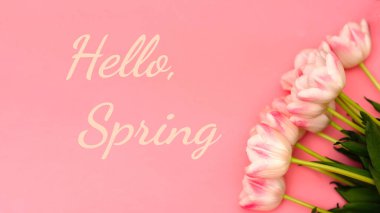Pembe arka planda güzel pembe lalelerin yanına 