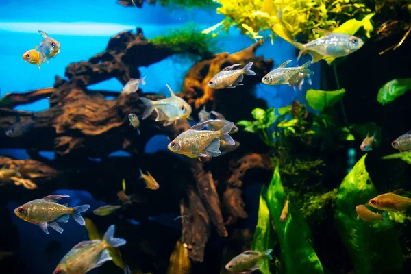 Мелкие рыбки плавают в большом прозрачном аквариуме вблизи — стоковое фото