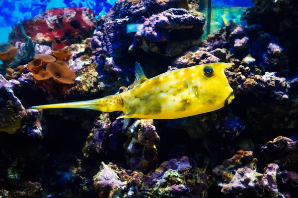 Риба Коров'ячий луг плаває у великому яскравому акваріумі серед рифів — стокове фото