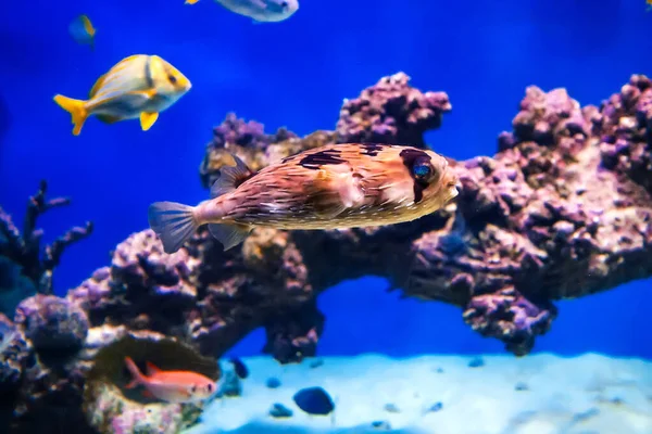 Ежик плавает под водой в аквариуме — стоковое фото