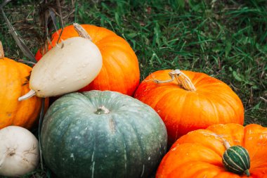 Sonbahar dekoru. Sonbahar otlarının arka planında doğal balkabakları, kabaklar, balkabakları