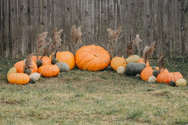 Herbstliches Dekor. Kürbisse und Kürbis am grauen Holzzaun — Stockfoto