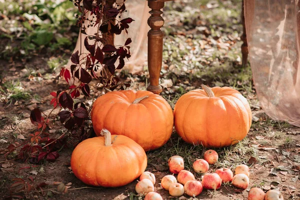 Herbstliches Dekor. Kürbisse, Kürbisse, Kürbisse vor dem Hintergrund von Herbstgras — Stockfoto