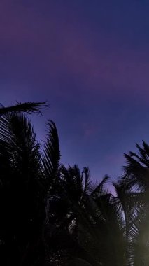Mor bir gökyüzü altında rüzgarda hareket eden palmiye ağaçları, sinematik tropik atmosfer ve doğal hareket