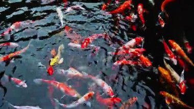 Havuzda yüzen renkli sazanlar ya da koi balıkları. Japon koi balığı çok güzel bir renk. Koi sazan balığı sudaki birçok renkli balık sürüsü.