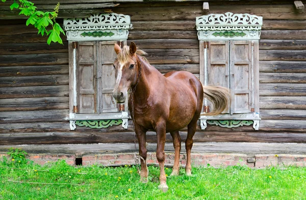 Крестьянская лошадь пасутся возле деревенской бревенчатой хижины. — стоковое фото