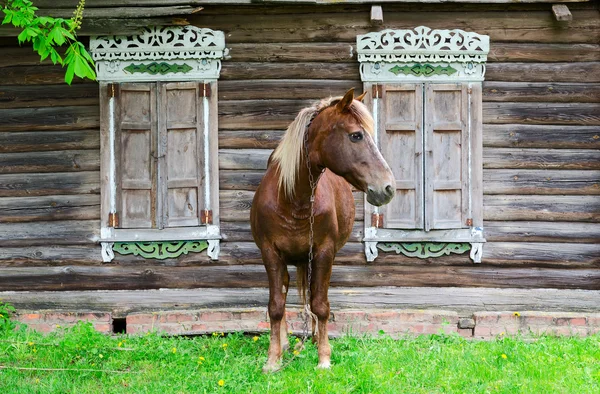Крестьянский конь стоит рядом со старым деревенским бревенчатым домом. — стоковое фото