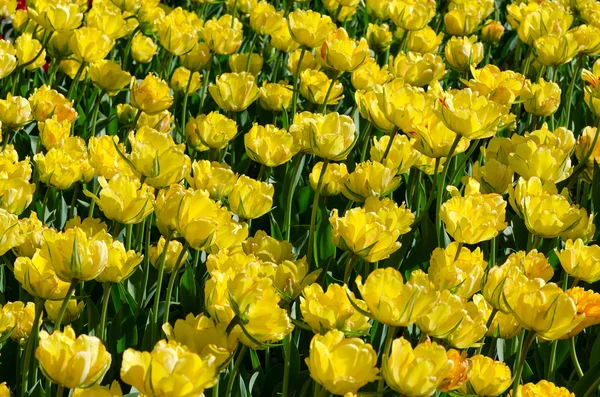 Tulipani fioriti gialli — Foto Stock