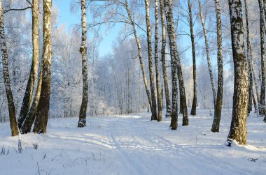 Hoarfrost 'taki resim gibi huş ağacı koruluğu, güzel kış manzarası 