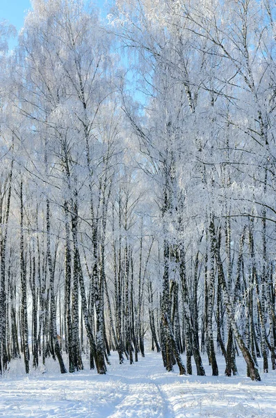 Bouleau Sous Givre Par Une Journée Ensoleillée Paysage Hivernal Pittoresque — Photo