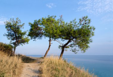 Three pine trees on a hill on a background of the Aegean Sea clipart
