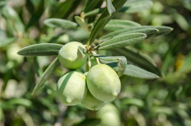 Zeytin dalı üzerinde meyve