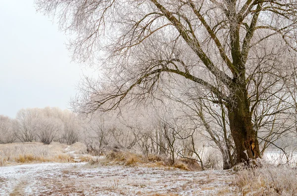 O dezembro grisalho — Fotografia de Stock