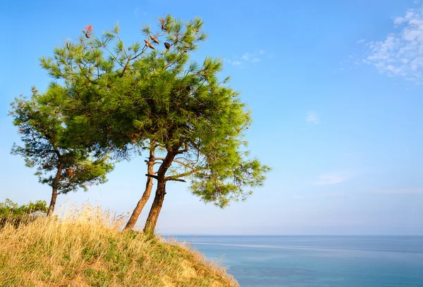 Três pinheiros em uma colina no fundo de céu azul e mar — Fotografia de Stock