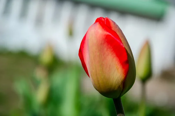 Tulip bud in the flowerbed at home — Stock Photo, Image