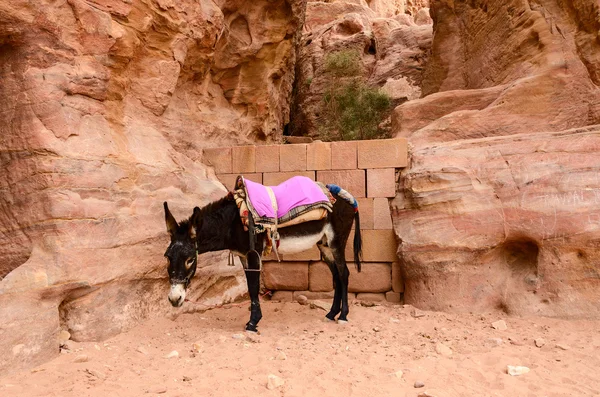 Jordan, Petra. Donkey as local transportation — Stock Photo, Image