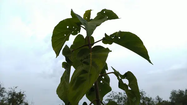 Bu fotoğraf Hamirpur Himachal Pradesh Hindistan 'da çekildi. 