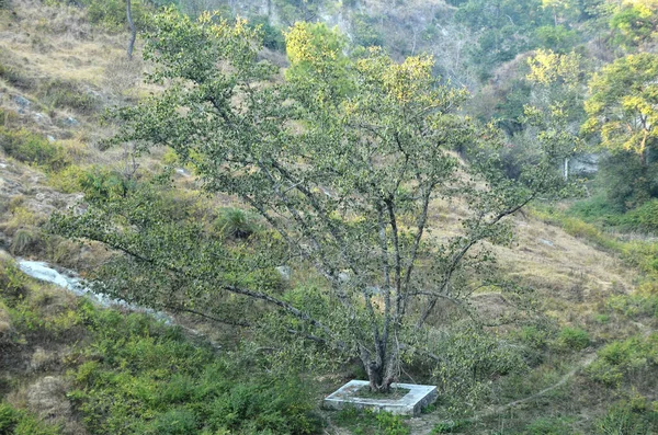 Gambar Ini Direkam Hamirpur Himchal Pradesh India — Stok Foto