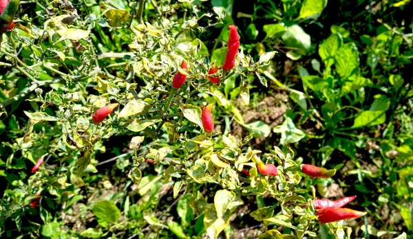 Bu görüntü Hamirpur Himchal Pradesh Hindistan 'da kaydedilmiştir. 