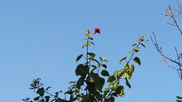 Czerwony Kwiat Otwartym Niebie Hamirpur Himchal Pradesh Indie — Zdjęcie stockowe