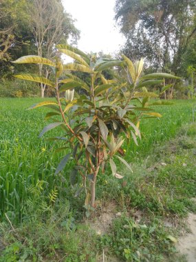 Bu görüntü Hamirpur Himchal Pradesh Hindistan 'da kaydedilmiştir. 