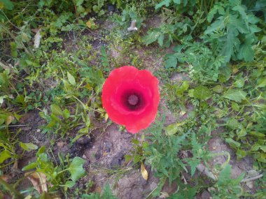 Bu görüntü Hamirpur Himchal Pradesh Hindistan 'da kaydedilmiştir.