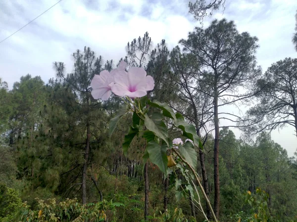 Cette Photo Est Prise Hamirpur Himachal Pradesh Inde — Photo