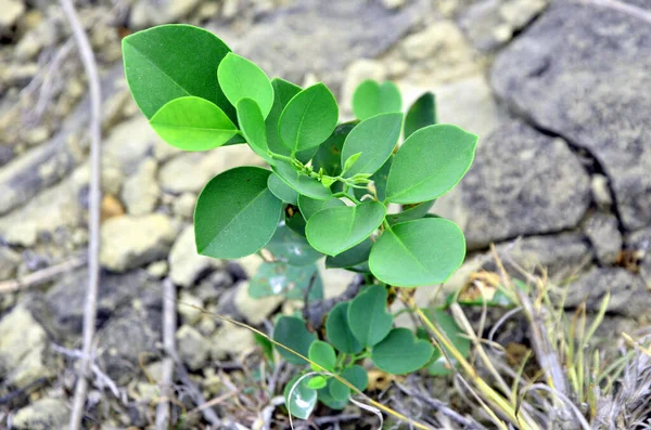 Kis Zöld Növény Stone Himachal Pradesh India — Stock Fotó