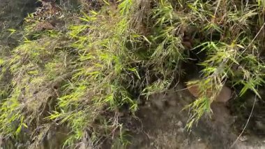 Narin yeşil bambu yaprakları havada süzülüyor Himachal Pradesh Hindistan 'da bir yerlerde 025