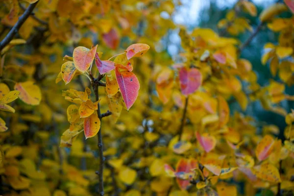 Montagne Och Researbete — Stockfoto