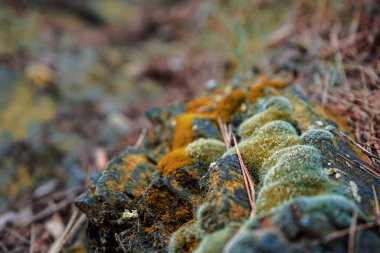Montagne ve seyahat işi