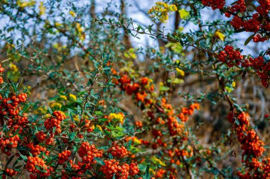 Doğa ve bağların şehri