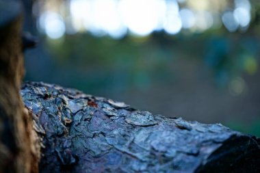 İlk Shost Barselona 'da