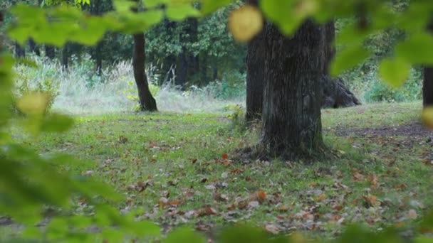 Una joven con su hijo camina en el parque de otoño. considerar la naturaleza. — Vídeos de Stock